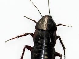 Image result for Culcasia orientalis