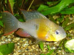 Er lebt im gebiet des río iténez in bolivien und im südwestlichen brasilien und im río mamoré in bolivien. Bolivianischer Schmetterlingsbuntbarsch Microgeophagus Altispinosa Aquariumforum De Bildergalerie