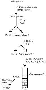 Flow Chart Of Endoplasmic Reticulum Isolation