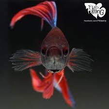 Live Betta Fish Male Red Blue Veiltail Betta Fish Beautiful Fish Betta