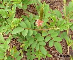 Image result for Indigofera astragalina-hirsuta