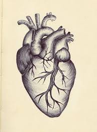 Collection of real heart sketch (36). Simple Anatomical Heart Drawing Novocom Top