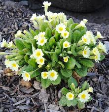 preform pond | sorta like suburbia