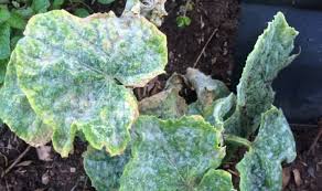 Why are the leaves on my zucchini plant turning brown. Why Are My Cucumber Leaves Turning White
