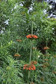 Image result for Leonotis nepetifolia