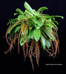 Image result for Chamaeangis