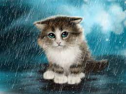 Rain Cute Cats Cute Animals Animals
