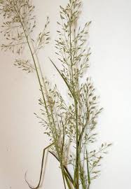 Image result for Eragrostis homblei