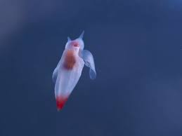 Image result for Lobelia pteropoda