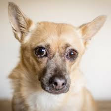 In 2016, there were 4.8 million dogs in australia. Rocksi S Move Story Bringing A Dog To Australia Petrelocation