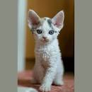 Devon Rex Cat Breed Profile | Petfinder