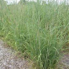 Image result for Andropogon