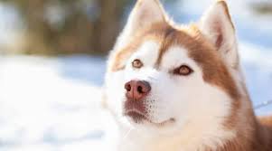 The alusky is a gorgeous mixed breed that has a dense and thick coat that sheds seasonally and requires a moderate amount of maintenance. Alaskan Malamute Siberian Husky Mix Alusky Breed Info