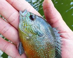 Image of Bluegill in Trinity River