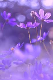 Our prints vary between bold and subtle so that you can find something to suit your aesthetic. Purple Flowers Wallpaper Purple Wallpaper Iphone Purple Wallpaper