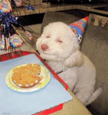 Dogs will lick the feet of those humans in the house for whom they feel affection. Dog With Human Hands Gifs Tenor
