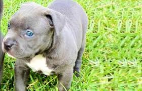 Lost black and white pitbull.blue. Rare Pitbull Colors Genetics Petaddon
