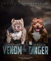 Continue reading to learn more about the american bully, popularly known as falling into four categories; Upcoming Breedings Pocket American Bully Puppies For Sale American Bully Puppies American Bully Pocket American Bully