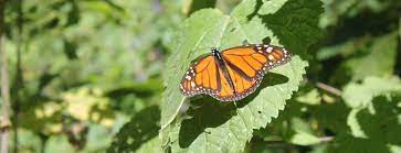 Deforestacion Y Mineria Amenazan Una Reserva De Mariposas Monarca En Mexico