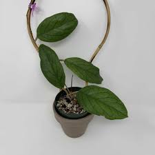 4.5 hoya krimson queen hb sold out. For People Who Are Obsessed With Hoyas A Natural Curiosity