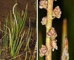 Image result for Juncaginaceae