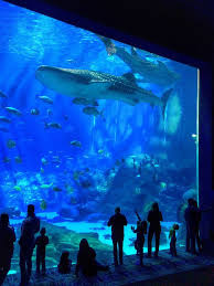 10 Crazy And Outrageous Aquariums Amazing Aquariums Fish Tank Georgia Aquarium