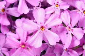 Image result for Polemoniaceae