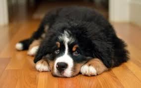 Check spelling or type a new query. 40 Bernese Mountain Dog Hd Wallpapers Background Images