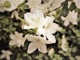 In northern areas, choose part shade to full sun. The Best Shrubs That Grow In Partial Dappled Or Deep Shade Gardens Dengarden