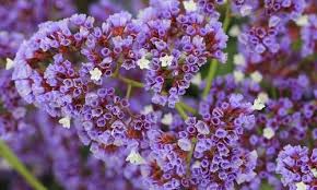 Limonium Perezii Sea Lavender Statice Perez S Sea Lavender Seafoam Statice Marsh Rosemary Purple Flowers D Purple Flowers Garden Flower Landscape Plants