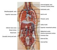 These veins carry blood from the head to the superior vena cava. Solved Questions 4 Identify The Common Carotid Arteries Chegg Com