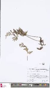 Image result for Pleopeltis  × simiana