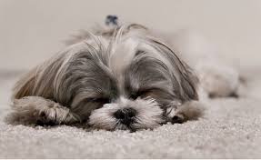 I accept deposits by paypal (add 3% fee or free if sent with the friends and family option) or by credit card over the phone. What Do Dogs Dream About