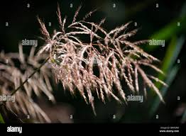 Image result for Arundinella