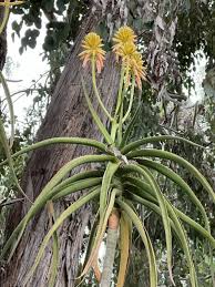 Image result for Aloidendron tongaense