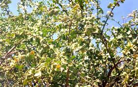 Image result for Balanitaceae