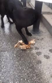 He Released All His Snakes Gif Funny Animal Pictures Funny Animals Baby Dogs