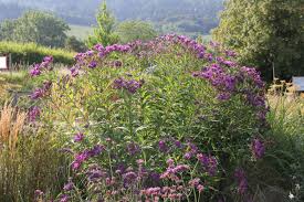 Image result for Vernonia schlechteri