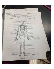 The anatomy coloring book 4th edition answer key workbook answers chapter 11 anatomy and physiology coloring workbook ans recently answers chapter 11 circulatory system anatomy and. 3337d0d6 E456 406d 88a8 F332d288893d Jpeg Chapter 5 The Skeletal System Radiologic Technologist Articular Anatomy Physiology Coloring Workbook Course Hero