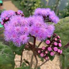 Image result for Bartlettina