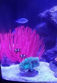 Do you like to save hundreds of dollars from purchasing fancy equipment like intense lighting? Fake Coral Reef2reef Saltwater And Reef Aquarium Forum