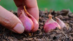 Bisa dilakukan menanam bawang merah secara hidroponik. Cara Mudah Tanam Bawang Merah Sendiri Di Rumah Berkeluarga