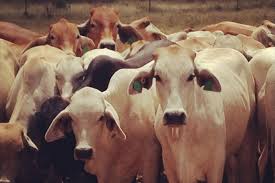 Private firm to work out new values for Northern Territory pastoral  leasehold land