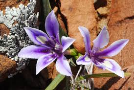 Image result for Babiana bainesii