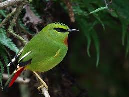 The blood pheasant was the national bird of the former kingdom of sikkim, and remains sikkim's state bird. Maenam Wildlife Sanctuary In Sikkim India Wildlife Sanctuary Wildlife Flora And Fauna Of Sikkim