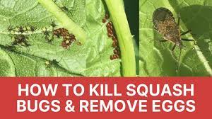 Maybe you would like to learn more about one of these? How To Kill Squash Bugs Remove Their Eggs Squash Bug Infestation On Zucchini Urban Gardening Youtube