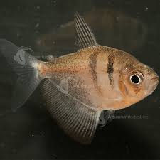 First introduced into the united states in the 1930s characin fish guide for black tetra, gymnocorymbus ternetzi, black widow tetra facts, blackskirt tetra description, pictures and information, black tetra care. Black Widow Tetra Tetras Aquarium Industries