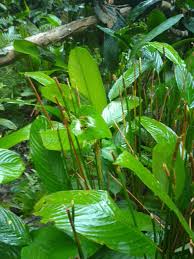 Image result for Marantochloa