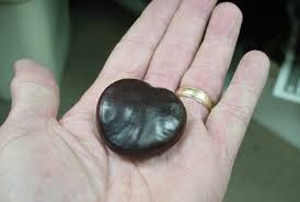 Image result for Entada gigas