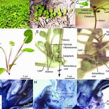 Image result for Hypolytrum heteromorphum